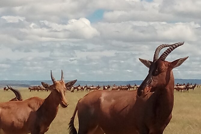 4 Days Safari to Lake Nakuru N/P and Maasai Mara N/R - Should you book this four-day Kenya safari?