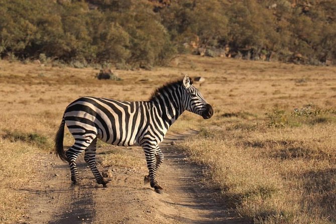 4 Days Small Group Maasai Mara and Lake Nakuru Safari - Day two: the main Maasai Mara safari day