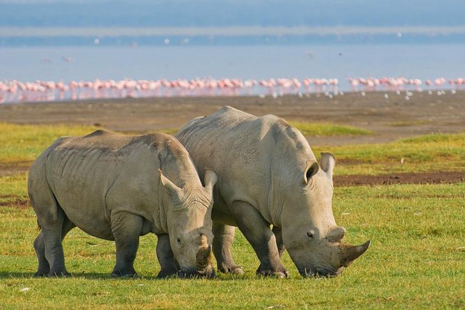 4 Days Small Group Maasai Mara and Lake Nakuru Safari - What the $311.69 price really covers