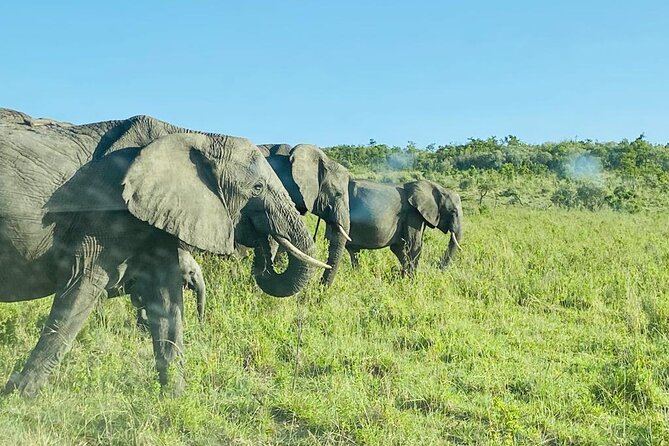 4 Days Tour Landcruiser in Masai Mara and Lake Nakuru - The optional Maasai village visit