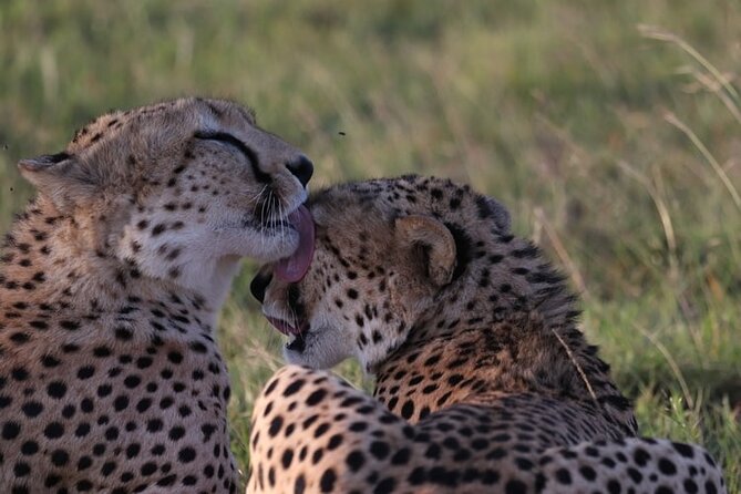4 Days Tour Landcruiser in Masai Mara and Lake Nakuru - Comfort, timing, and the reality of safari roads
