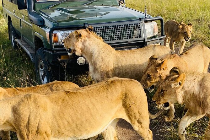 4 Days Tour Landcruiser in Masai Mara and Lake Nakuru - Who should book this safari