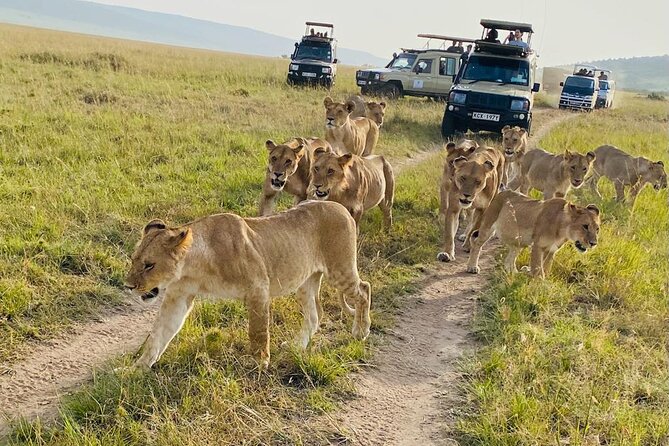 4 Days Tour Landcruiser in Masai Mara and Lake Nakuru - The first Masai Mara drive near Ololaimutia
