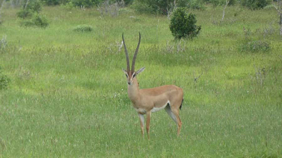 4 days Tsavo East, Amboseli and saltlick lodge safari - Who this safari suits best