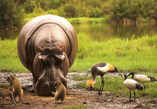 4 Days Tsavo West, Amboseli and Tsavo East National Park Safari - Key points at a glance
