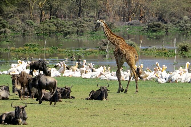 5-Day Masai Mara Lake Nakuru and Naivasha Small-group Safari Tour - Why this five-day route works