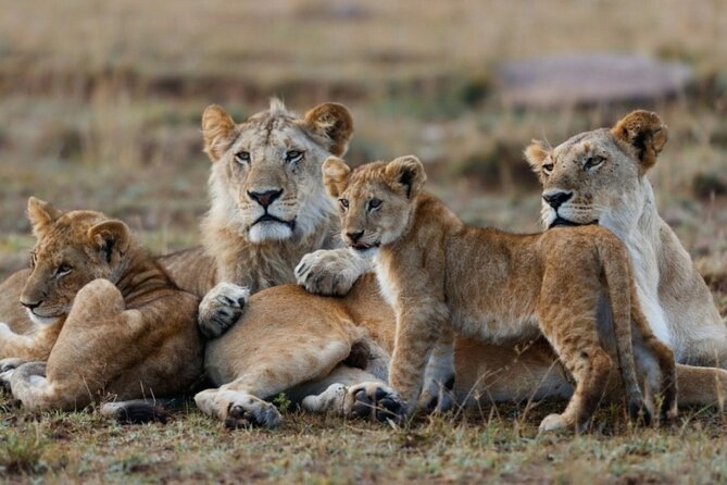 5-Day Masai Mara Lake Nakuru and Naivasha Small-group Safari Tour - Day 4: Rhinos at Nakuru, then water at Naivasha
