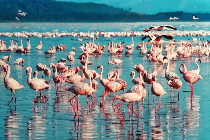 5-Day Masai Mara Lake Nakuru and Naivasha Small-group Safari Tour - Day 5: Walking or cycling through Hell’s Gate