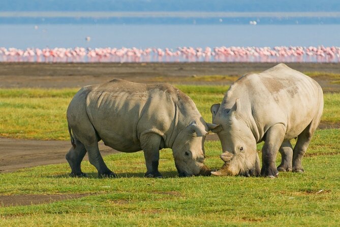 5-Day Masai Mara Lake Nakuru and Naivasha Small-group Safari Tour - Guides, vehicles, and the group experience