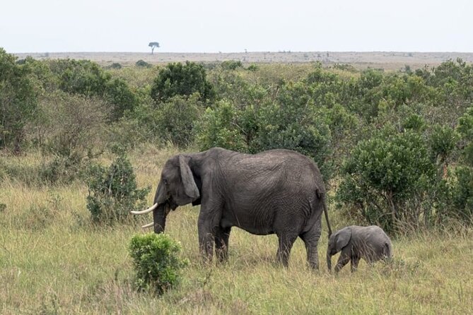 5-Day Masai Mara Lake Nakuru and Naivasha Small-group Safari Tour - Day 2: A full day searching Masai Mara