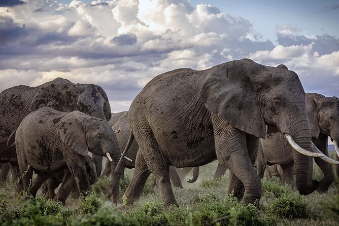 5-Day Safari Tour in 3 National Parks - Day one: from Diani Beach to Tsavo West