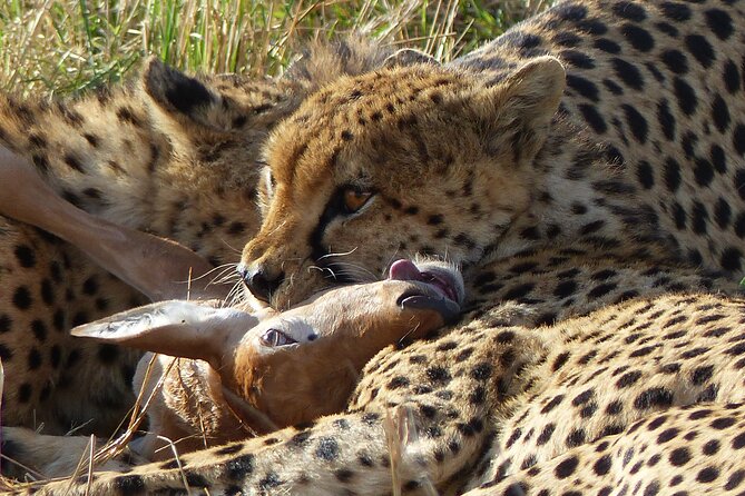 5 Days Magical Kenya Safari Private Tour - Day 1: Ol Pejeta and an evening among wildlife