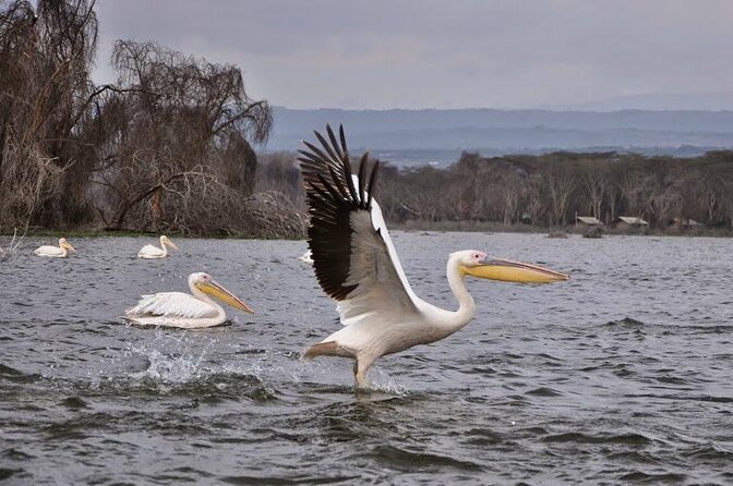5 Days Masai Mara, Lake Nakuru & Naivasha Budget Joining Safari - Key points before you book