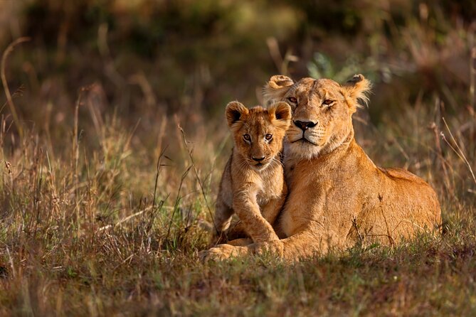 5 Days Masai Mara, Lake Nakuru & Naivasha Budget Joining Safari - What the $810 price covers
