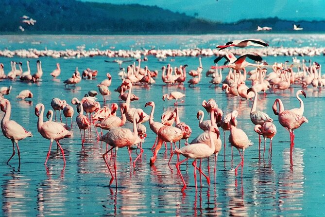 5 Days Masai Mara, Lake Nakuru & Naivasha Budget Joining Safari - Who will enjoy this safari most