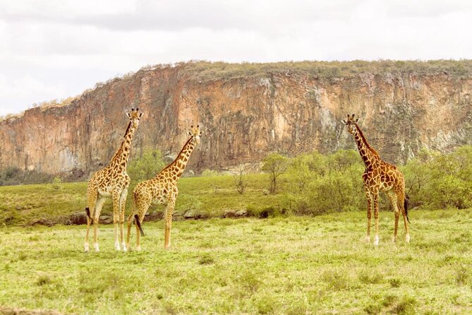 5 Days Masai Mara, Lake Nakuru & Naivasha Budget Joining Safari - Day two: A full day among Masai Mara wildlife