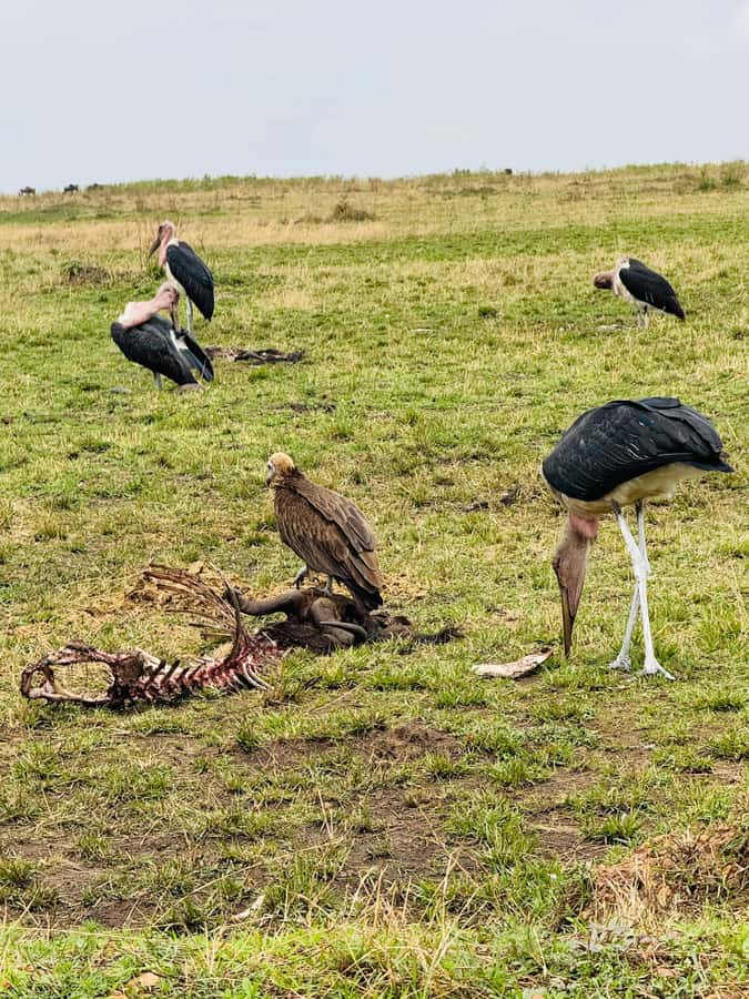 5-Hours Nairobi National Park Game Drive 4x4 Vehicle - Key points to know before you book