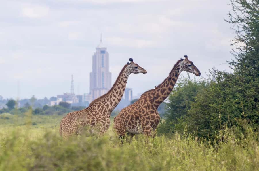 5-Hours Nairobi National Park Game Drive 4x4 Vehicle - Wildlife and the Nairobi skyline