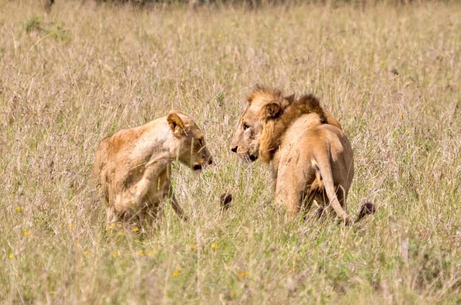 5-Hours Nairobi National Park Game Drive 4x4 Vehicle - A short stop at Kazuri Beads Factory