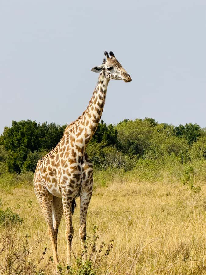 5-Hours Nairobi National Park Game Drive 4x4 Vehicle - What the $39 price really covers