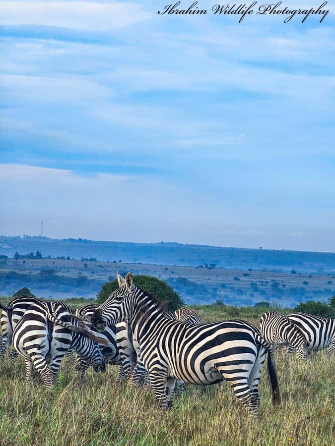5-Hours Nairobi National Park Game Drive 4x4 Vehicle - Timing, comfort, and small practical details