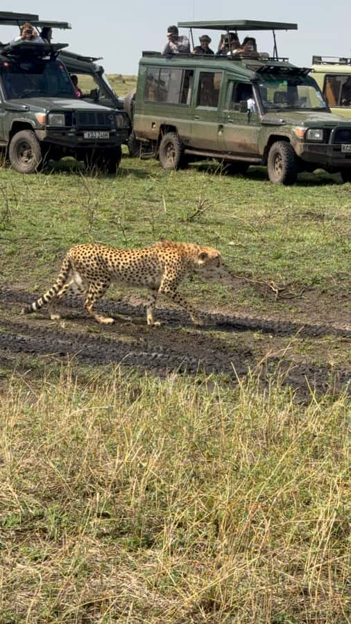 5-Hours Nairobi National Park Game Drive 4x4 Vehicle - From your Nairobi hotel to the park gate