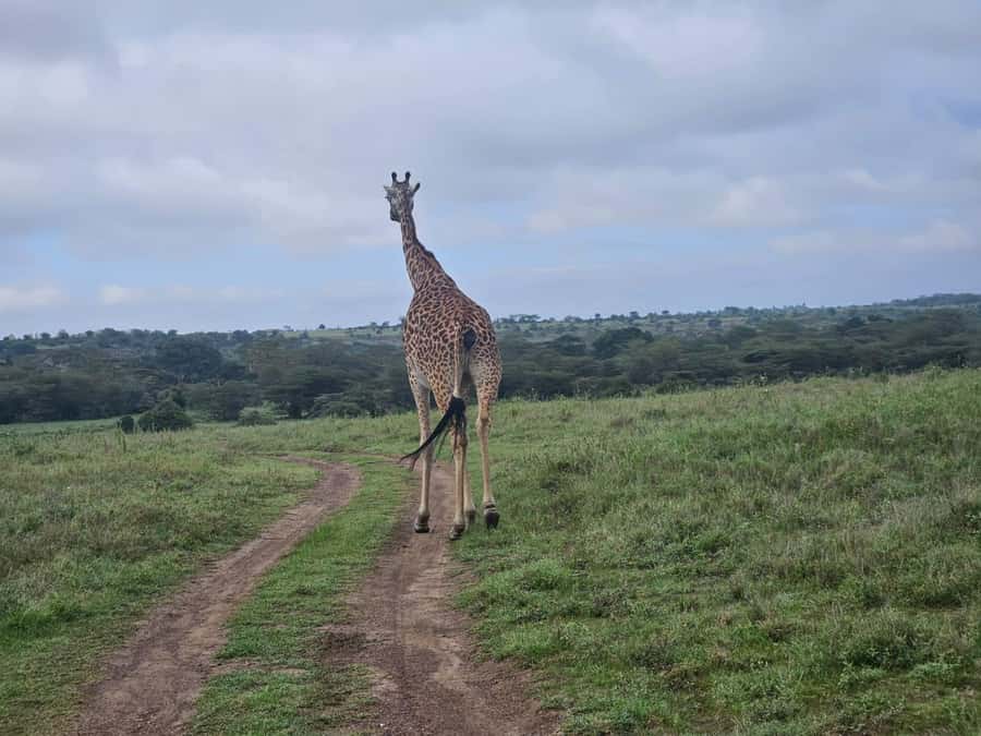 5 Hours Nairobi National Park Game Drive Tour 4x4 Open Roof - Key points before you book