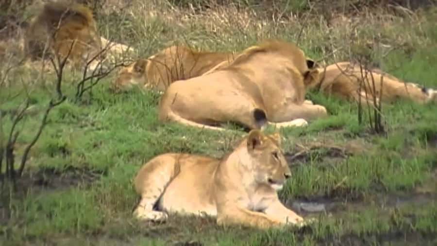 5 Hours Nairobi National Park Game Drive Tour 4x4 Open Roof - Why this Nairobi safari works so well