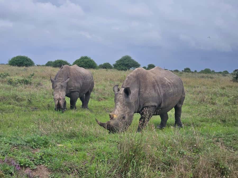 5 Hours Nairobi National Park Game Drive Tour 4x4 Open Roof - Sunrise tracks and the three park zones