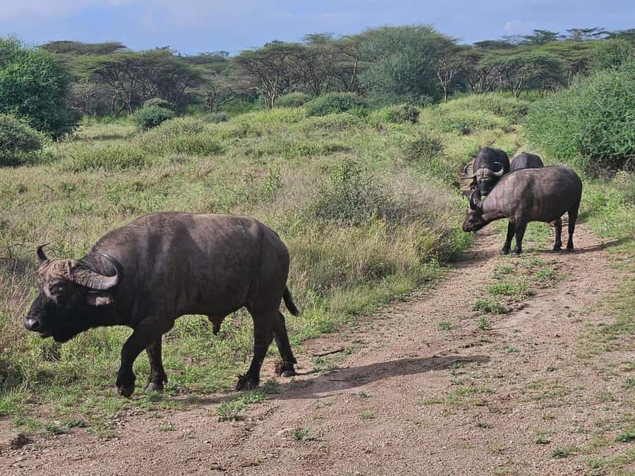 5 Hours Nairobi National Park Game Drive Tour 4x4 Open Roof - The animals you may see at dawn