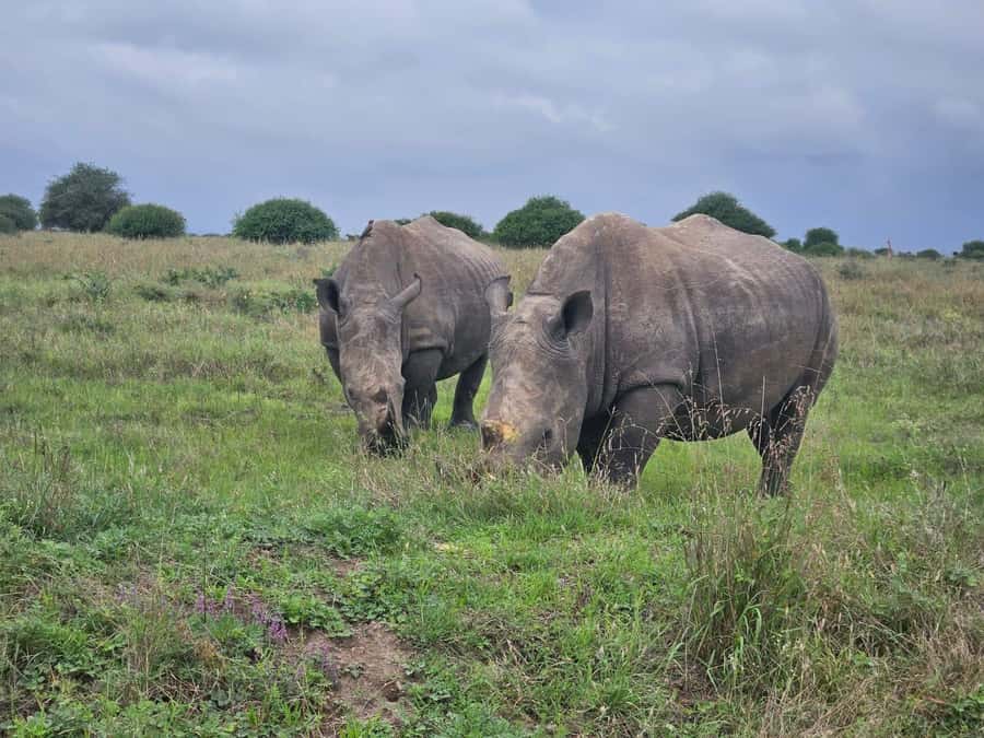 5 Hours Nairobi National Park Game Drive Tour 4x4 Open Roof - A guide can shape the whole morning