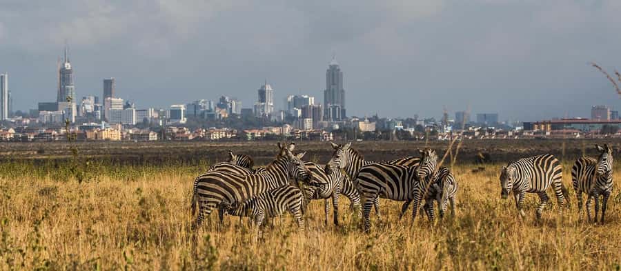 5 Hours Nairobi National Park Game Drive Tour 4x4 Open Roof - What the open-roof 4x4 changes