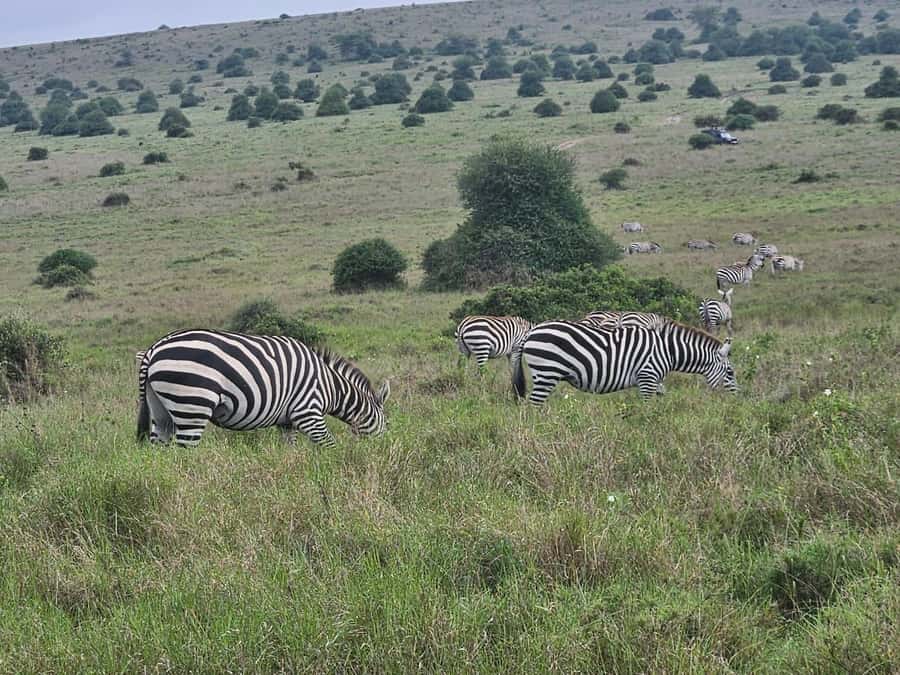 5 Hours Nairobi National Park Game Drive Tour 4x4 Open Roof - Kobe Beads and the optional extras