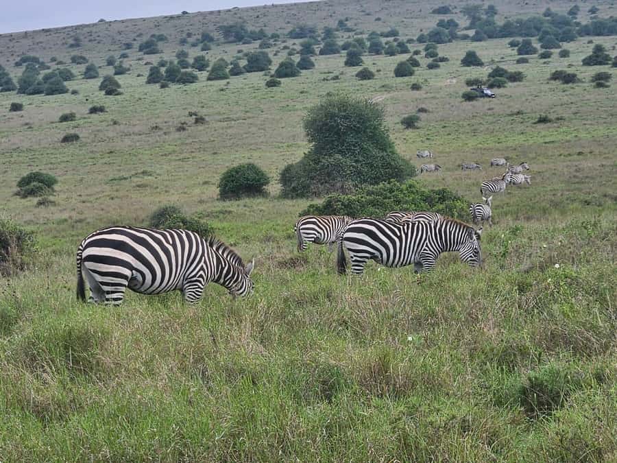 5 Hours Nairobi National Park Game Drive Tour 4x4 Open Roof - Practical costs, timing, and booking advice