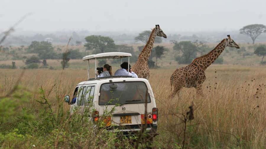 5Hrs Nairobi National Park MorningEvening Gamedrive 4x4 Van - Key points at a glance