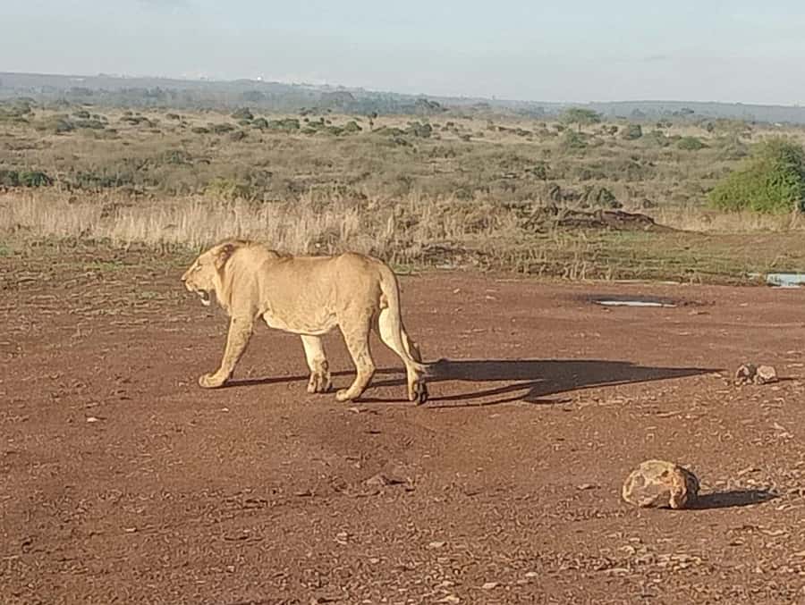 5Hrs Nairobi National Park MorningEvening Gamedrive 4x4 Van - Pickup, communication, and practical planning