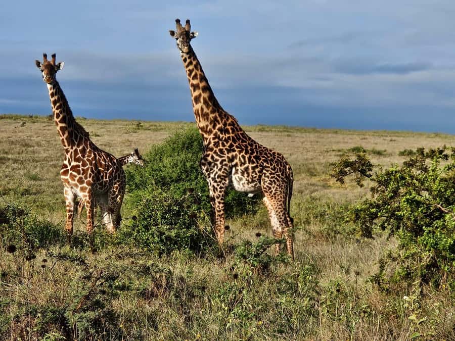 5Hrs Nairobi National Park MorningEvening Gamedrive 4x4 Van - The animals you can realistically look for