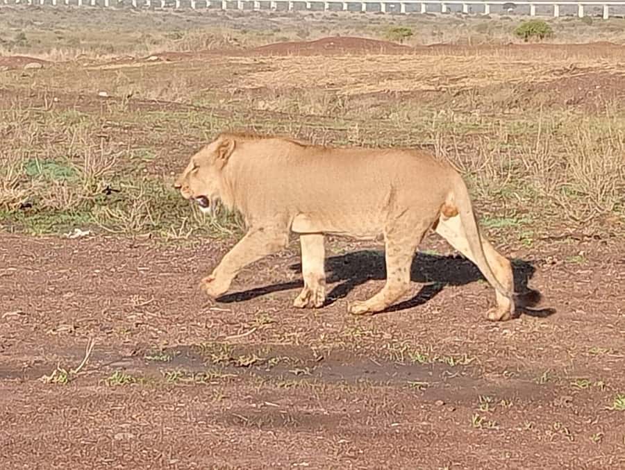 5Hrs Nairobi National Park MorningEvening Gamedrive 4x4 Van - The city skyline changes the safari