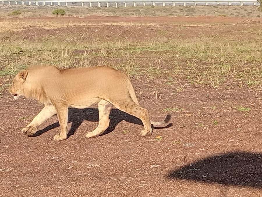 5Hrs Nairobi National Park MorningEvening Gamedrive 4x4 Van - The optional beads and leather stop