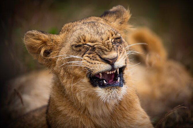 5Hrs Nairobi National Park MorningEvening gamedrive 4x4 vehicle - Morning timing and the best chance of seeing animals