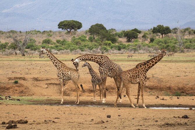 5Hrs Nairobi National Park MorningEvening gamedrive 4x4 vehicle - What you might see inside the park