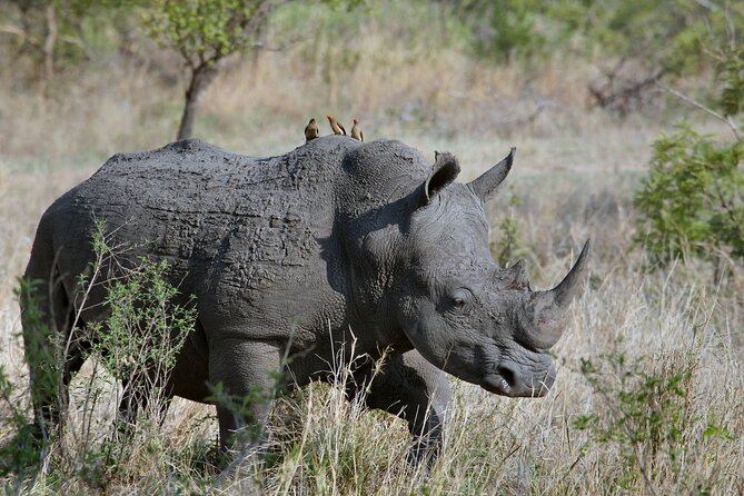 5Hrs Nairobi National Park MorningEvening gamedrive 4x4 vehicle - What the $40 price really covers