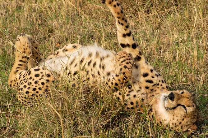 5Hrs Nairobi National Park MorningEvening gamedrive 4x4 vehicle - Pickup, airport transfers, and timing concerns