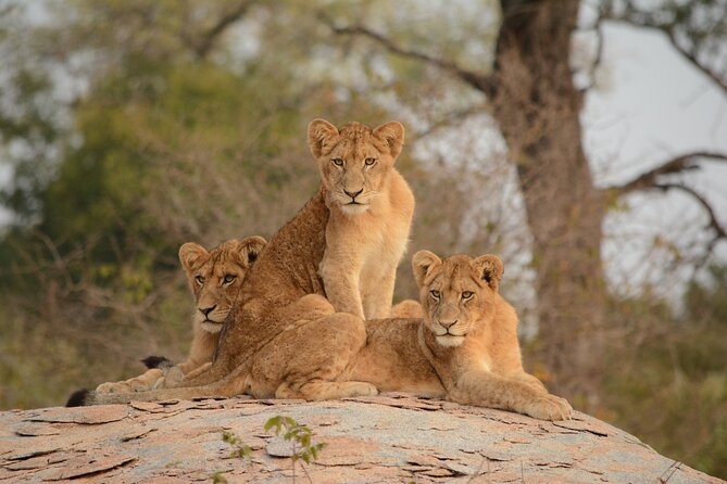 5Hrs Nairobi National Park MorningEvening gamedrive 4x4 vehicle - Group size, comfort, and what to pack