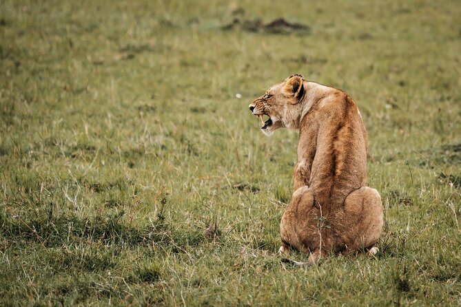 6-Day Maasai Mara, Lake Nakuru and Amboseli Safari - What the six-day route is really like
