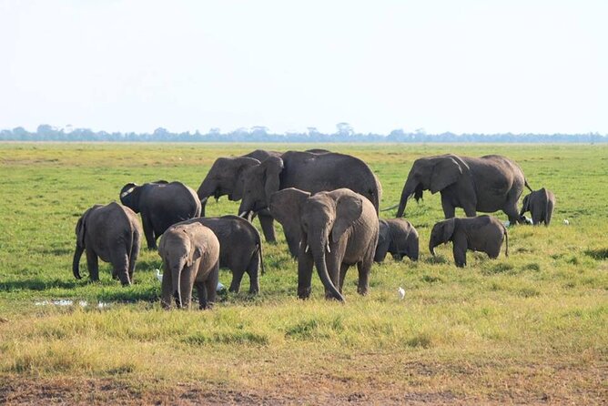 6-Day Maasai Mara, Lake Nakuru and Amboseli Safari - The vehicle and guide make a major difference