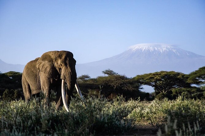 6-Day Maasai Mara, Lake Nakuru and Amboseli Safari - Meals, accommodation, and what the price includes