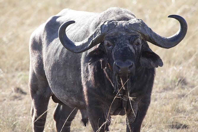 6-Day Maasai Mara, Lake Nakuru and Amboseli Safari - Who will enjoy this safari most