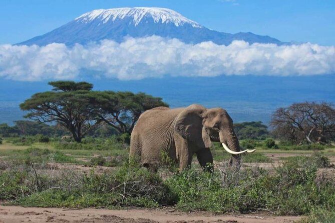 6-Day Private Landcruiser Safari to Masai Mara, Nakuru & Amboseli - Day 1: From Nairobi to Masai Mara
