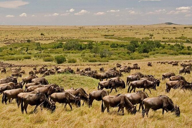 6-Day Private Landcruiser Safari to Masai Mara, Nakuru & Amboseli - Day 4: Nakuru wildlife, then a long road to Amboseli